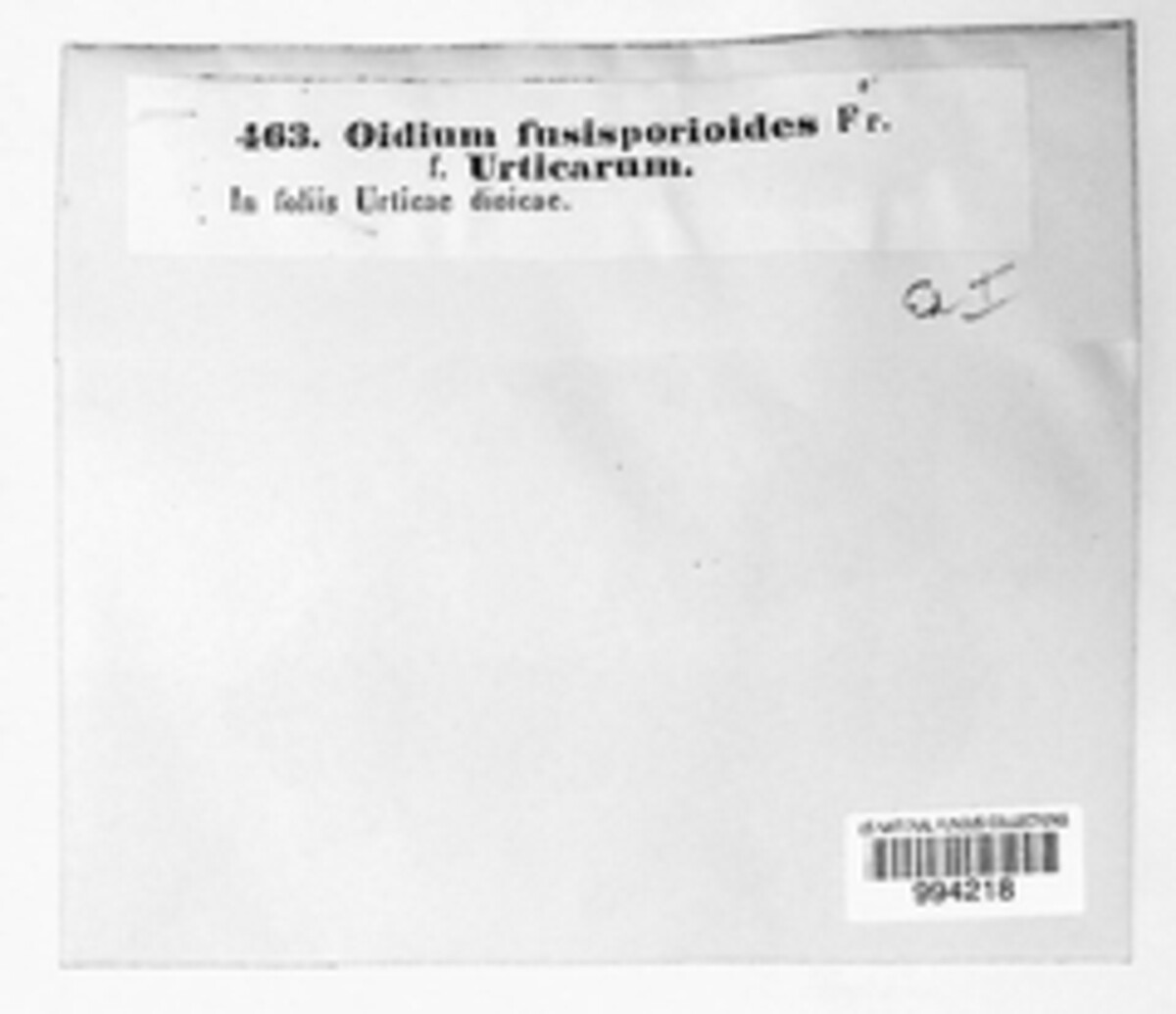 Oidium image